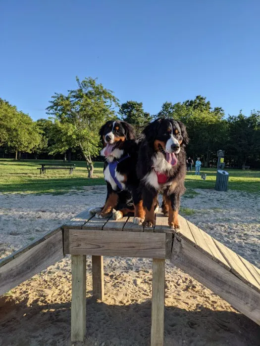 Jackson Dog Park 10