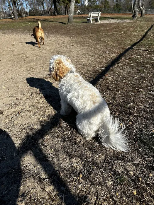 Jackson Dog Park 8