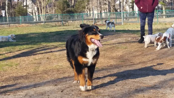 Jackson Dog Park 1