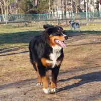 Jackson Dog Park ico