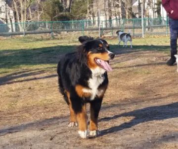 Jackson Dog Park