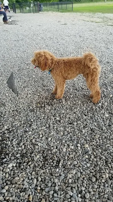 Orchard Park Dog Park 9