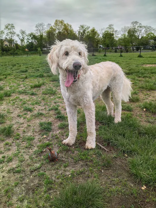 Orchard Park Dog Park 8