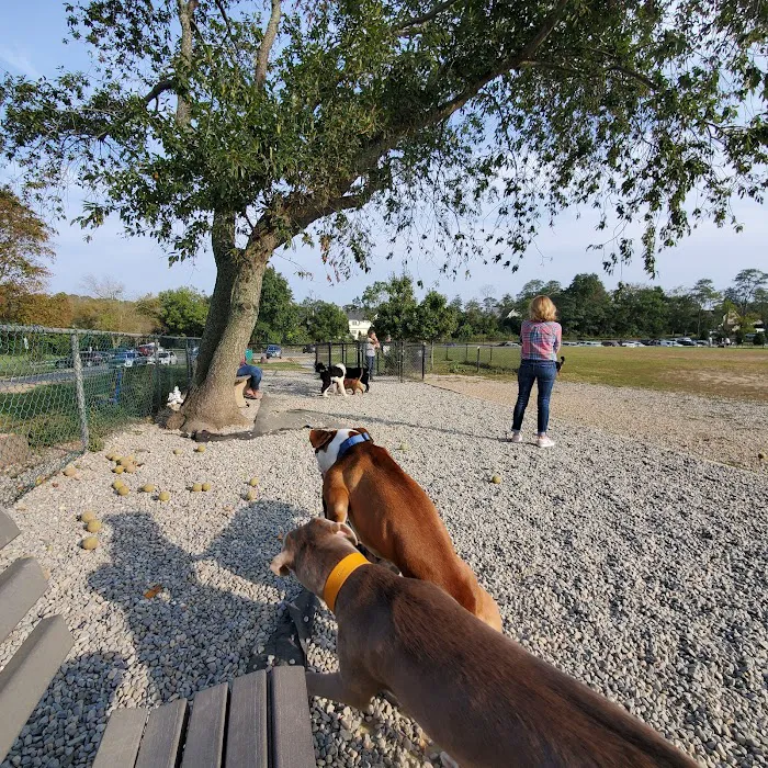Orchard Park Dog Park 10
