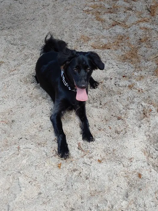 Ocean County Park Off-Leash Dog Run 7
