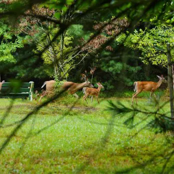 Ocean County Park Off-Leash Dog Run 2