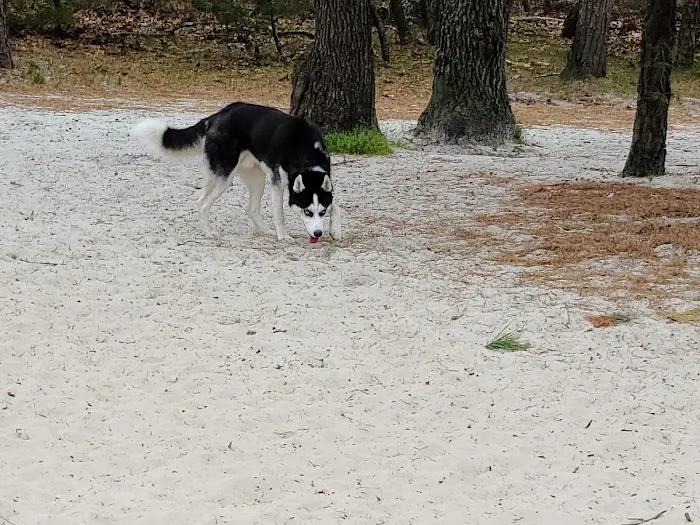 Ocean County Park Off-Leash Dog Run 5
