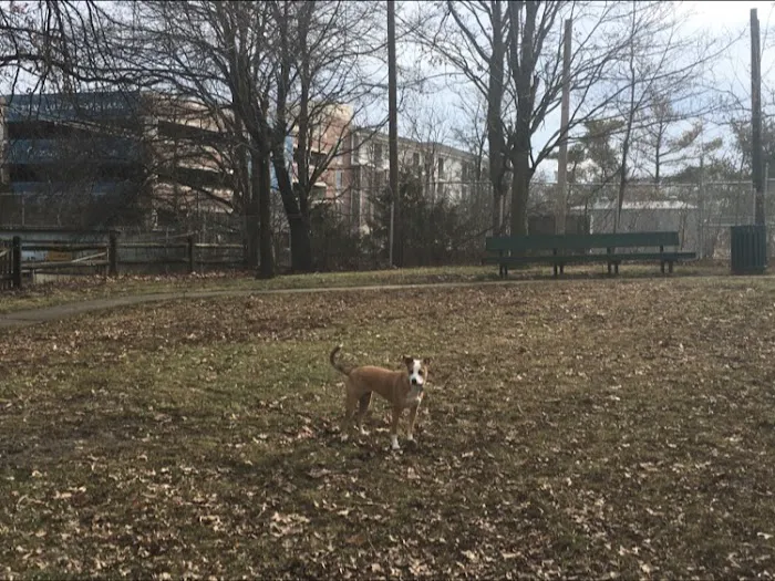 Raritan Dog Park 8