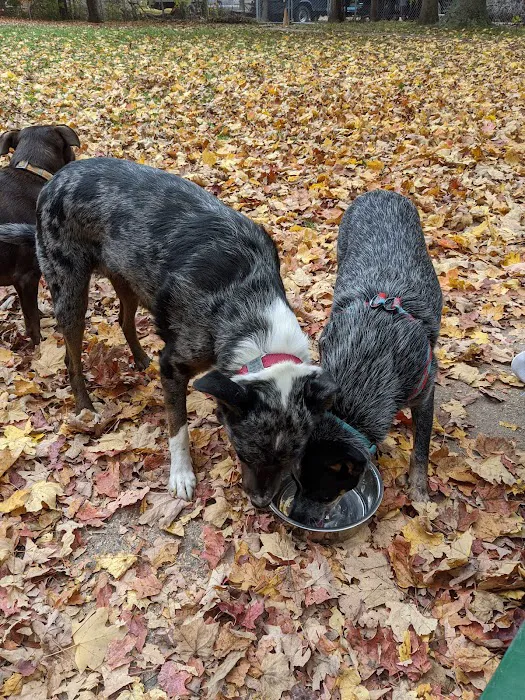 Raritan Dog Park 5