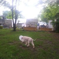Raritan Dog Park ico