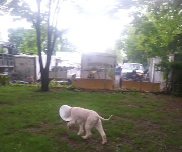 Raritan Dog Park