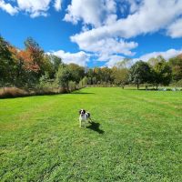 Bernards Twp Dog Run Park ico