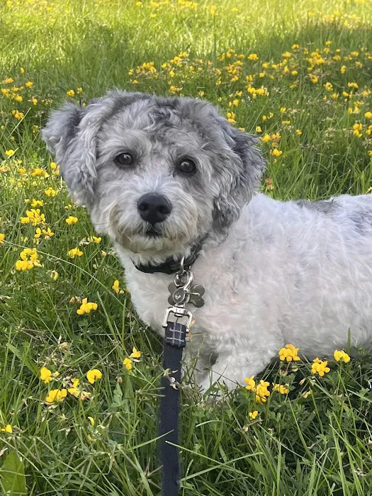 Bernards Twp Dog Run Park 3