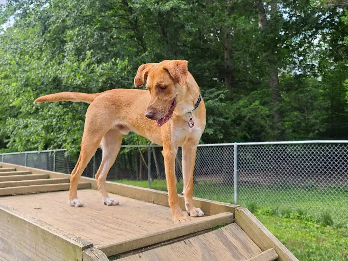 Central Park County Dog Park 1