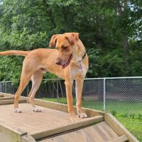Central Park County Dog Park ico
