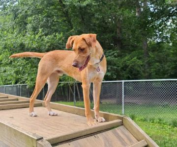 Central Park County Dog Park