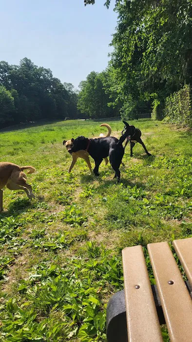 Central Park County Dog Park 7