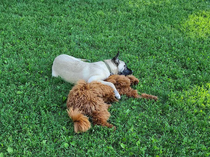 Central Park County Dog Park 5