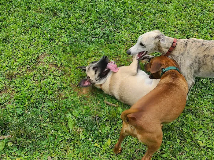 Central Park County Dog Park 3