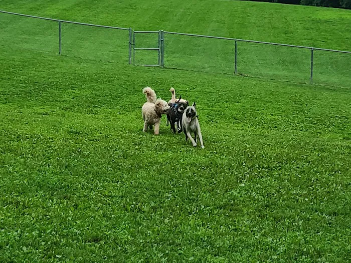 Central Park County Dog Park 2