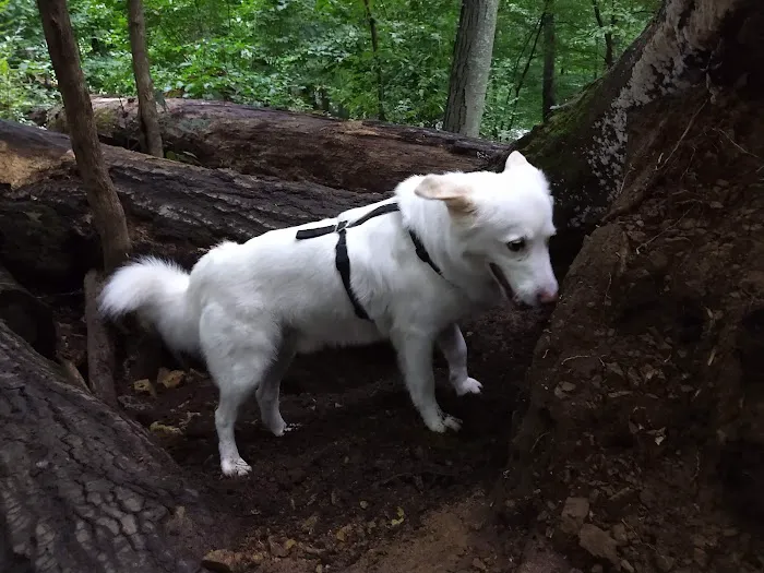 Central Park County Dog Park 8
