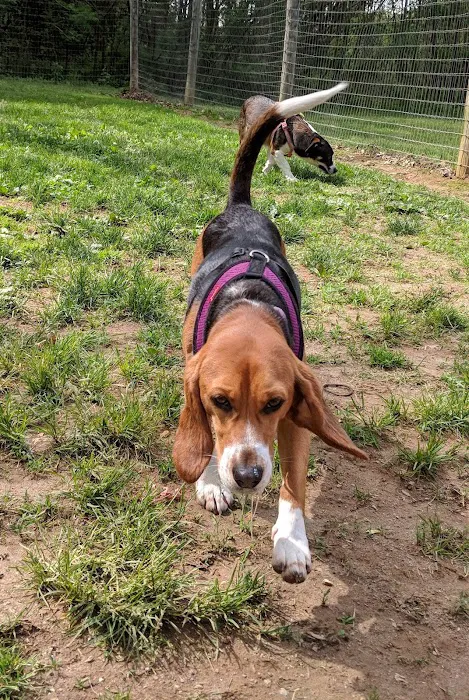Central Park County Dog Park 9