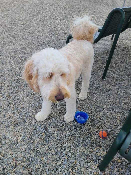 Montville Dog Park 6