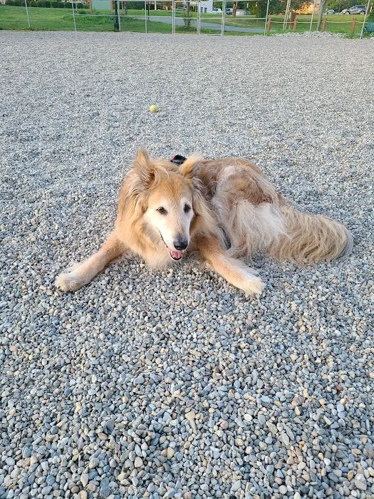 Montville Dog Park 4