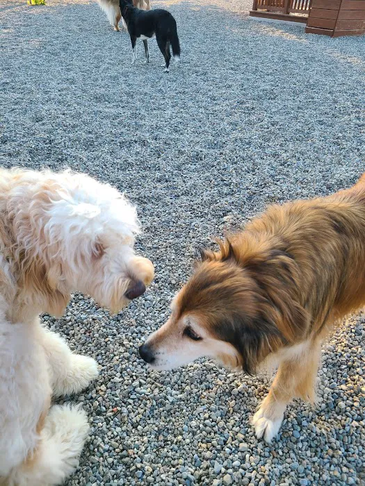 Montville Dog Park 8