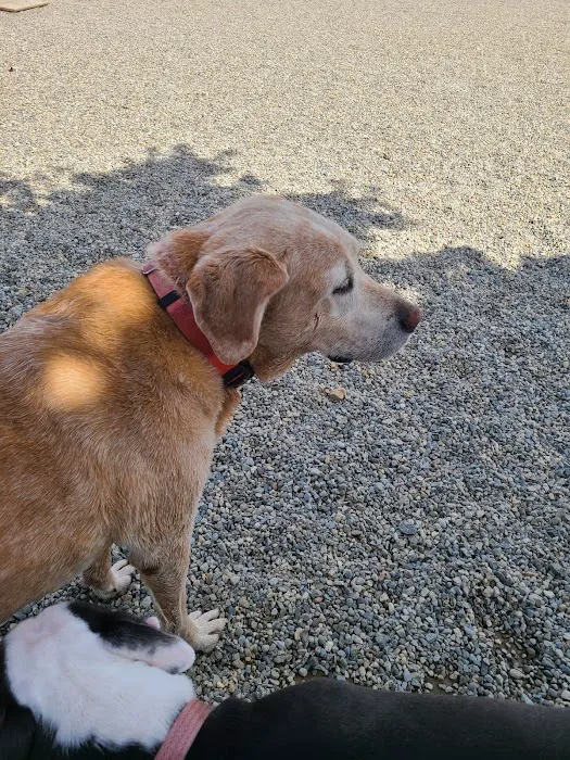 Montville Dog Park 9