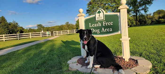 Dog Park 3