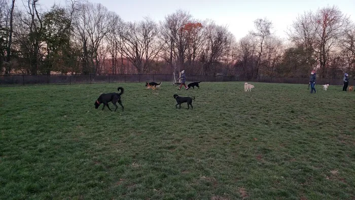 Dog Park 8