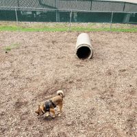 Dog Park ico