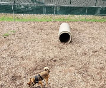 Dog Park