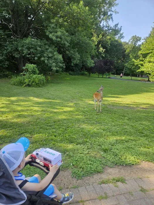 Dog Park 10