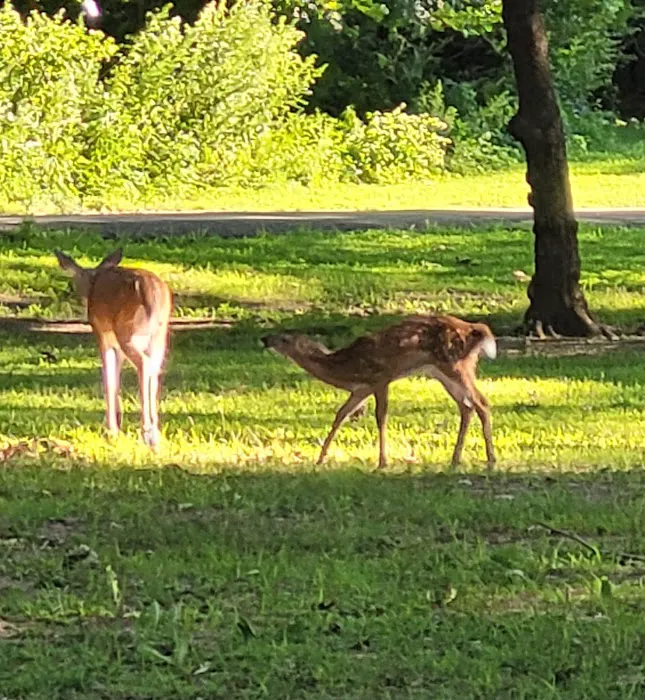 Dog Park 2