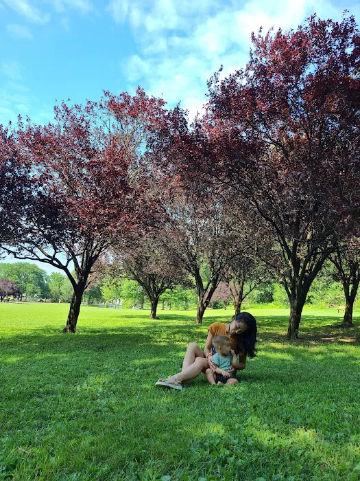 Dog Park 6