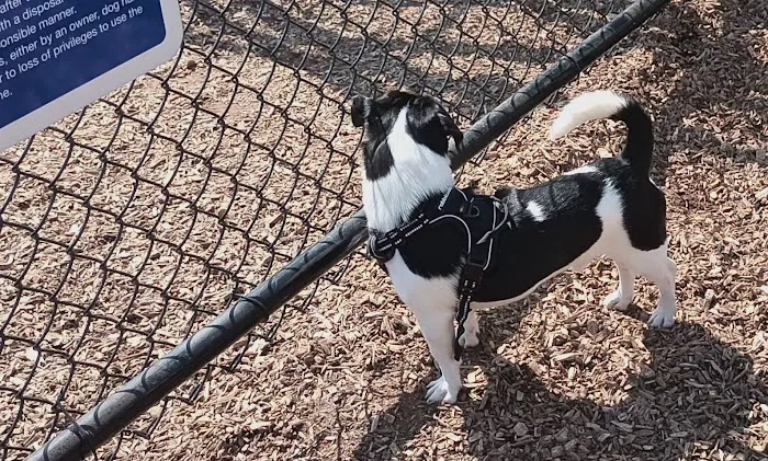 Carlstadt Dog Park 8