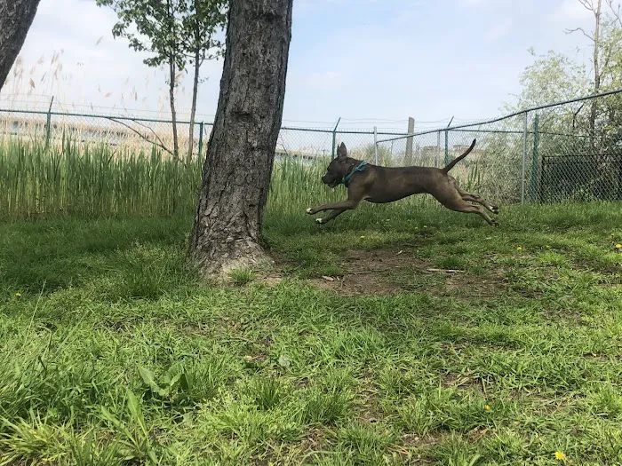 Snipes Park Dog Run 8