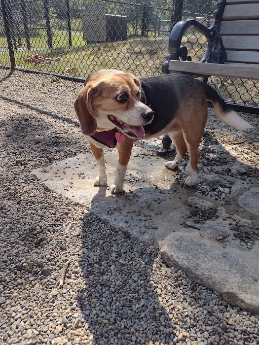 Dog Park at Rifle Camp Park 4