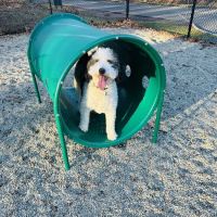 Dog Park at Rifle Camp Park ico