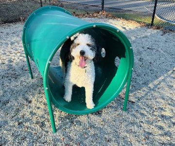 Dog Park at Rifle Camp Park
