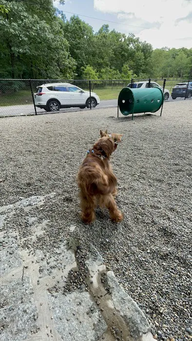 Dog Park at Rifle Camp Park 3