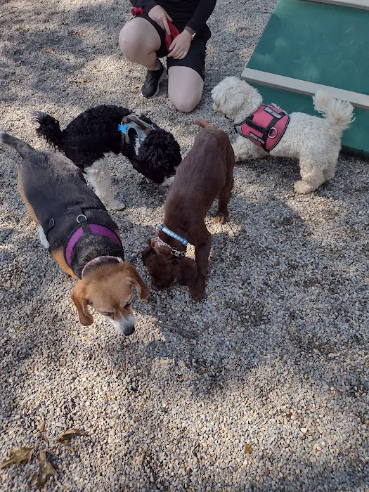 Dog Park at Rifle Camp Park 5