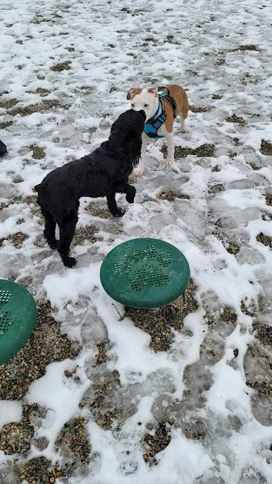 Dog Park at Rifle Camp Park 2