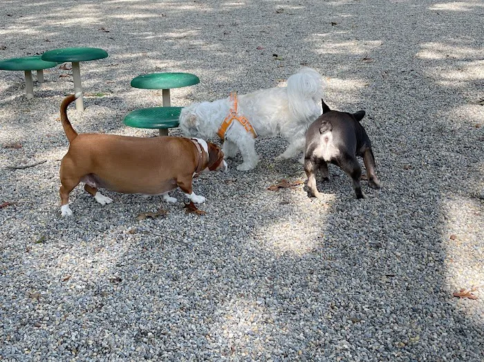 Dog Park at Rifle Camp Park 9