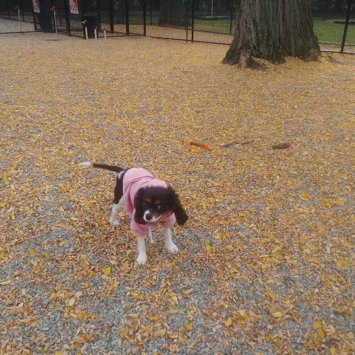 Garfield Dog Park 1