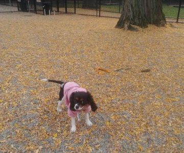 Garfield Dog Park