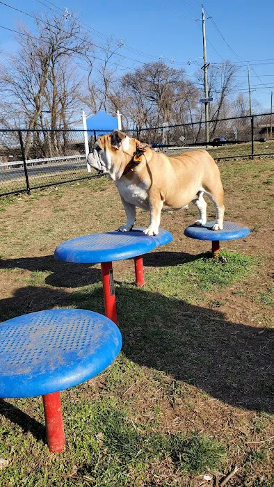 Elmwood Park Dog Park 2