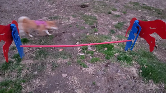 Elmwood Park Dog Park 6
